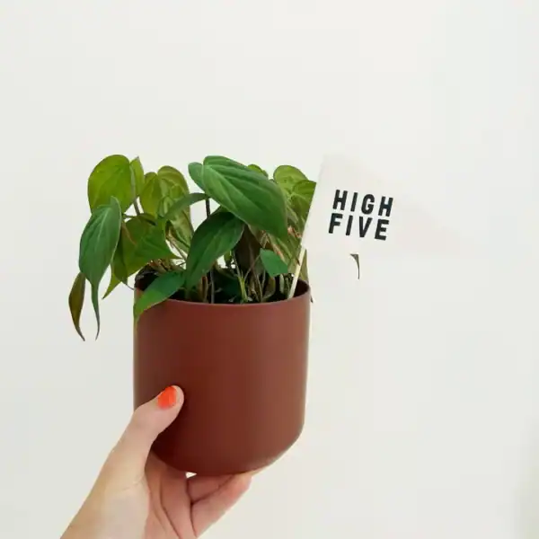 Celebratory Flags - Image 2