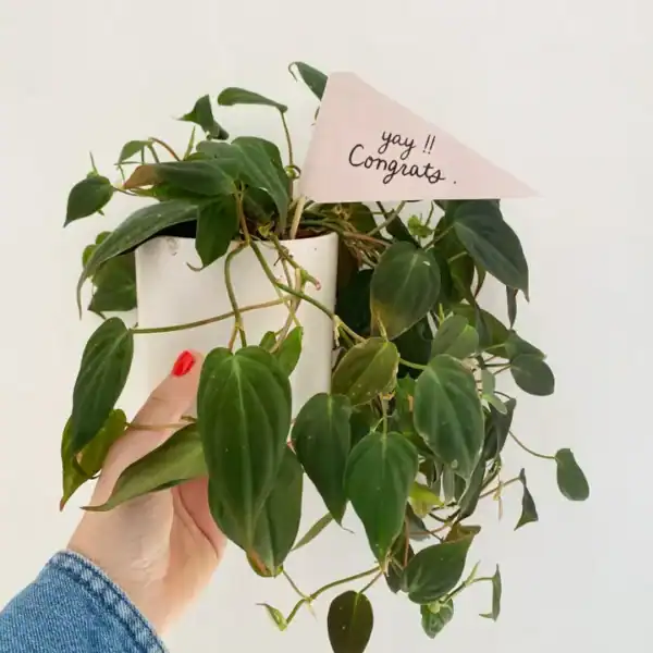 Celebratory Flags - Image 7