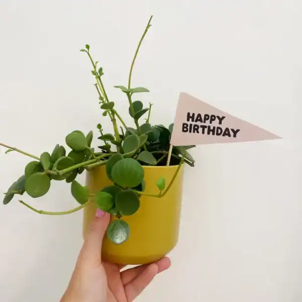 Celebratory Flags - Image 5